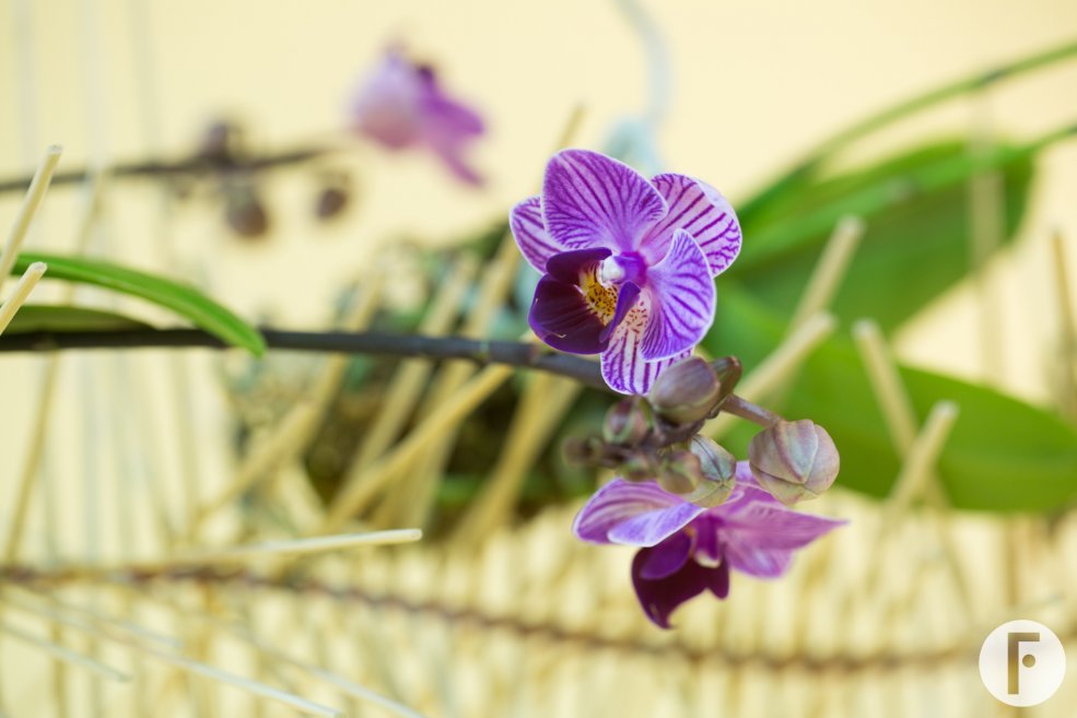 orchid arrangement idea Pim van den Akker Opti-flor