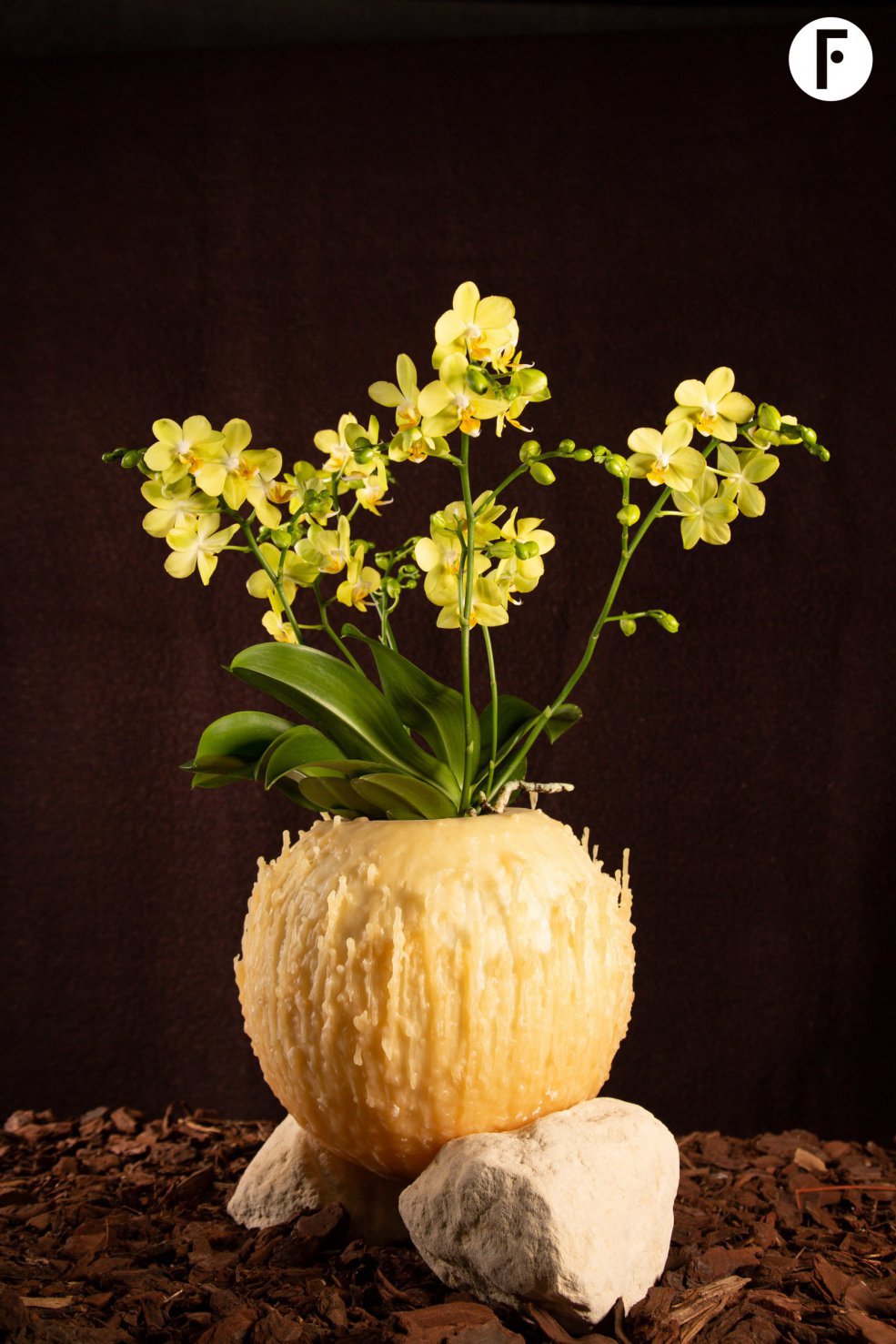 Kerst Multiflora Phalaenopsis - Van der Hoorn - Flower Factor