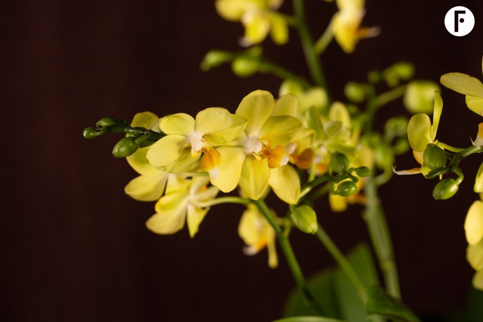 Kerst Multiflora Phalaenopsis - Van der Hoorn - Flower Factor