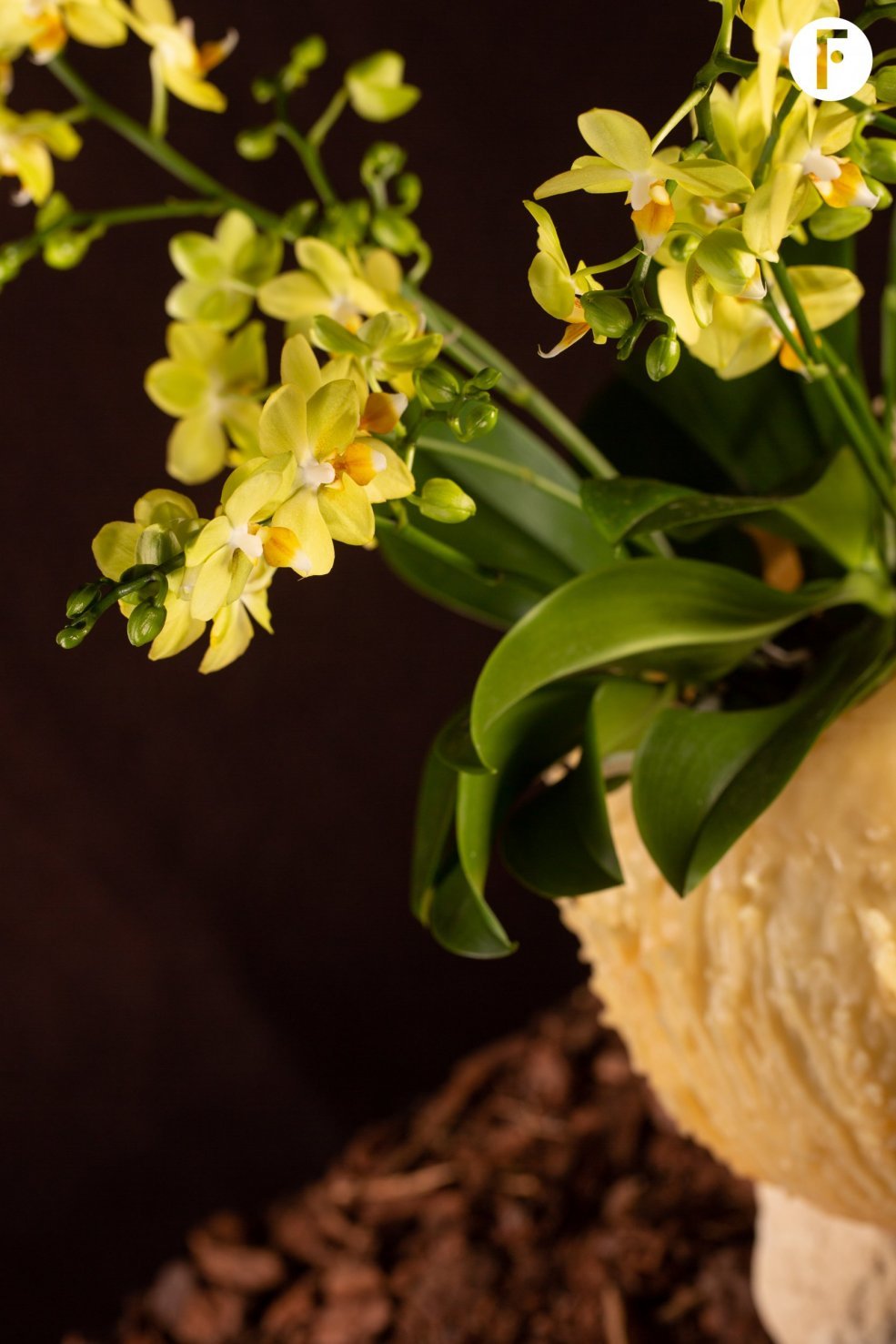 Kerst Multiflora Phalaenopsis - Van der Hoorn - Flower Factor