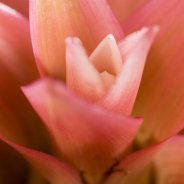 Neoregelia
