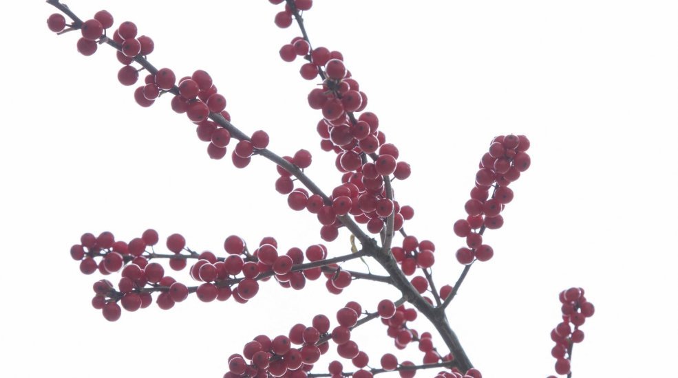Ilex Verticillata