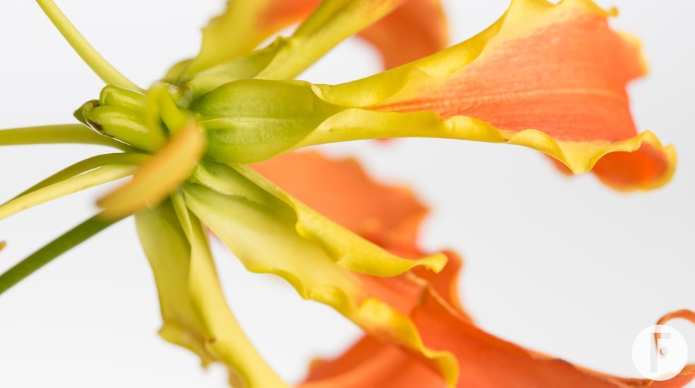 Gloriosa Rotschildiana - orange