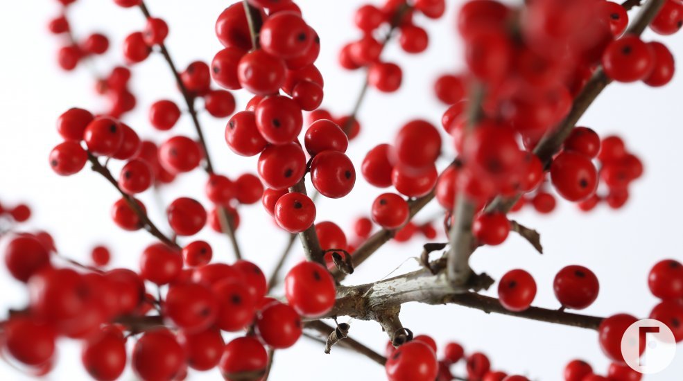 Ilex Verticillata rood