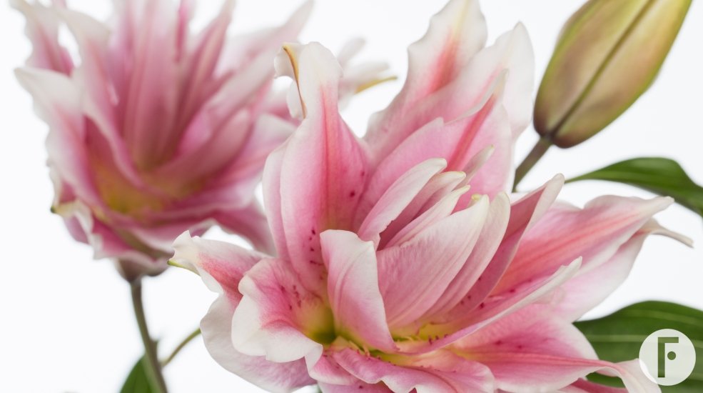 Rose Lilly