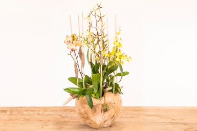 Natuurlijk orchideeën ontwerp