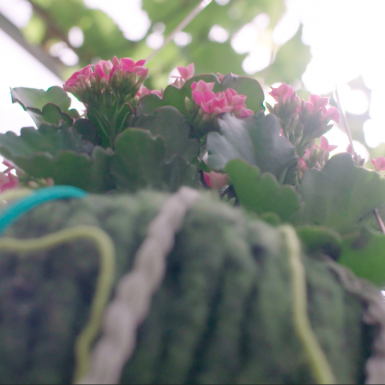 Kalanchoë in hangpot
