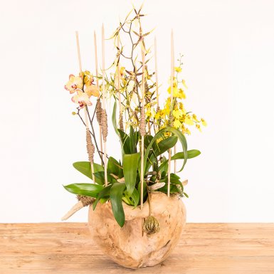 Natuurlijk orchideeën ontwerp