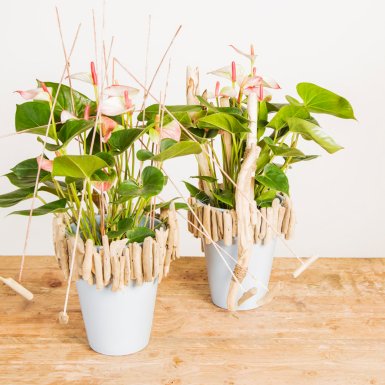 Tof ontwerp met Anthurium planten