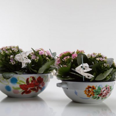 Cute Kalanchoë duo