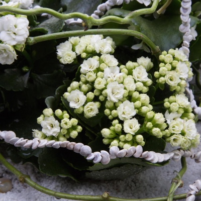 White Kalanchoë object - close