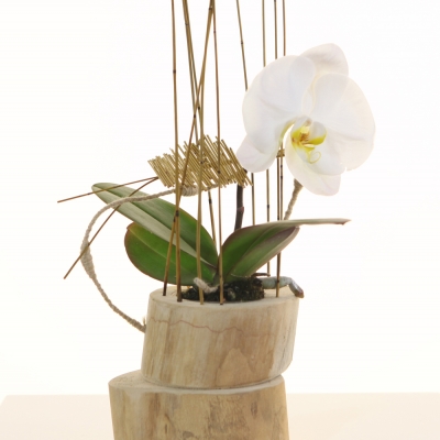 Pure Simplicity with Singolo orchid