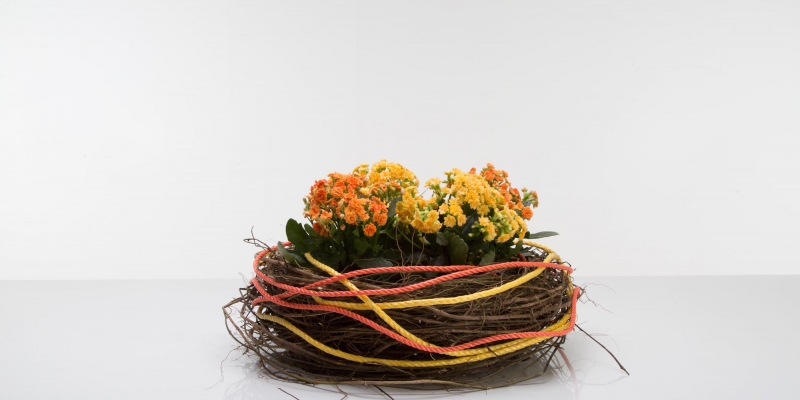 Colorful Kalanchoë plant arrangement