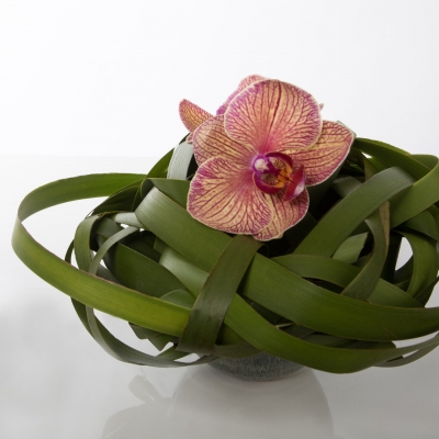 Phalaenopsis design