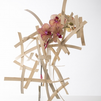 Single phalaenopsis design