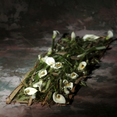 Harmonious Zantedeschia