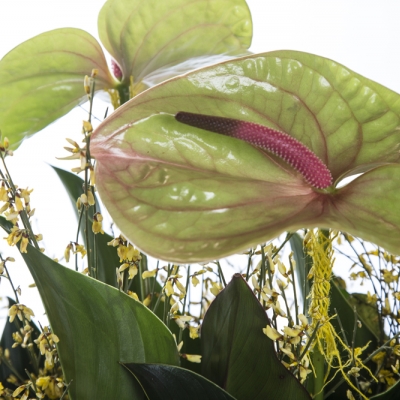 Groen is de kleur van het voorjaar