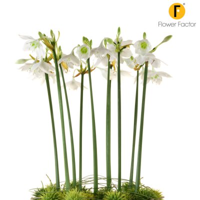 The queen of the Amazon