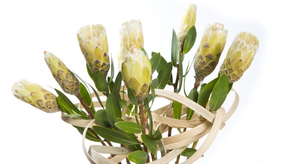 Boeket MDK protea5