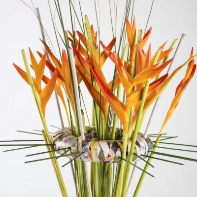 Heleconia summerfeeling