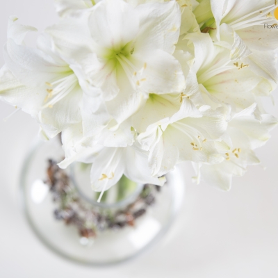 Amaryllis is de winter bloem