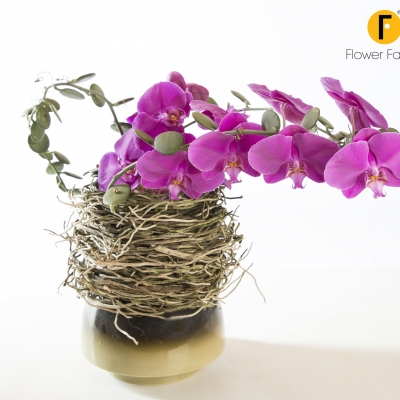 Pure and delicate design, pure beauty