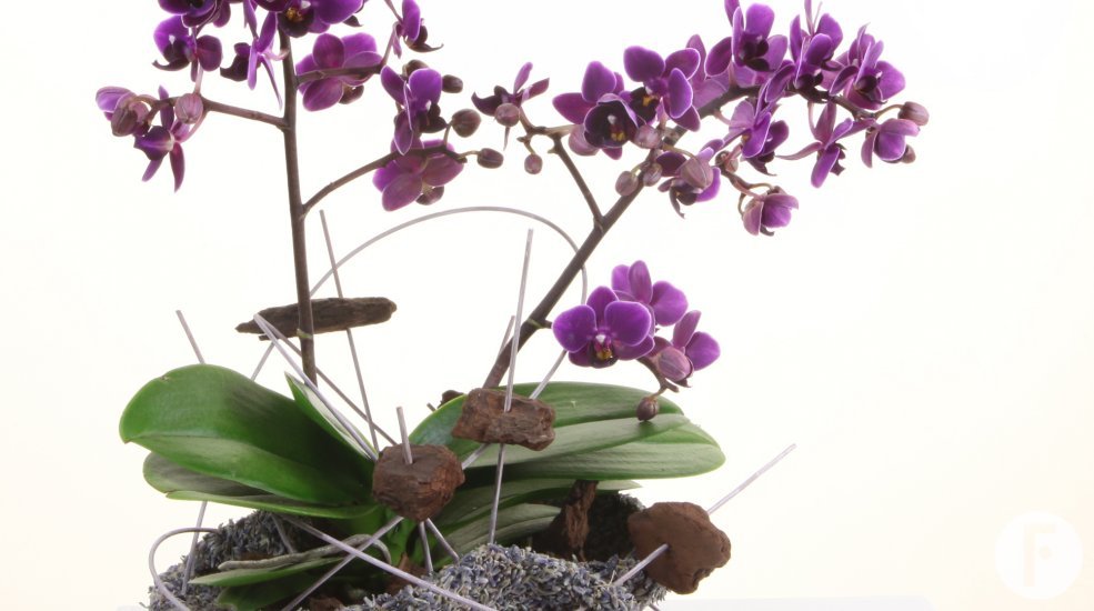 Optiflor orchidee21