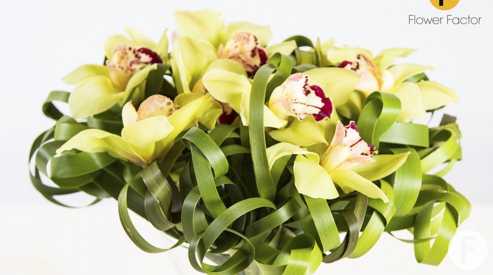 LZorchidee cymbidium9