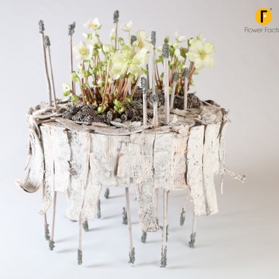 Helleborus as Christmas rose