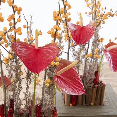 Christmas arrangement with Anthurium