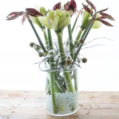 Design with amaryllis