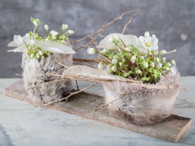 Hellebores dressed in fake fur 