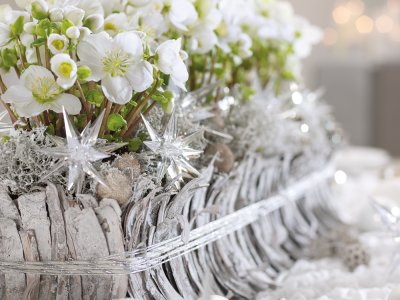 Kerst schoonheid met Helleborus