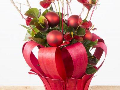 Potted arrangement with Anthuriums