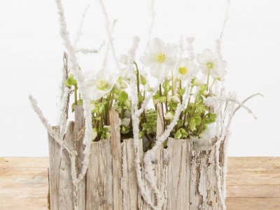 Winterarrangement met Helleborus 'Verboom Beauty'