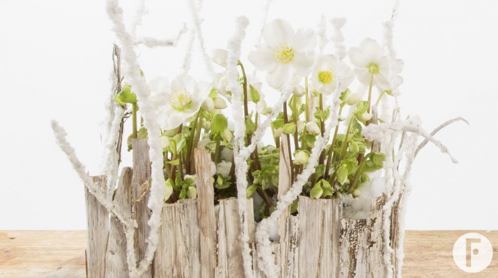 Helleborus verboom winter