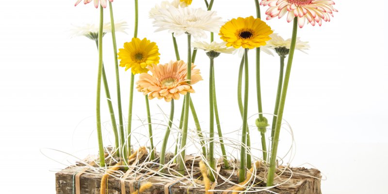 Beautiful Gerbera clamped in wood