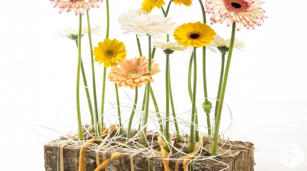 Holstein gerbera pasen voorjaar klemmen buisjes