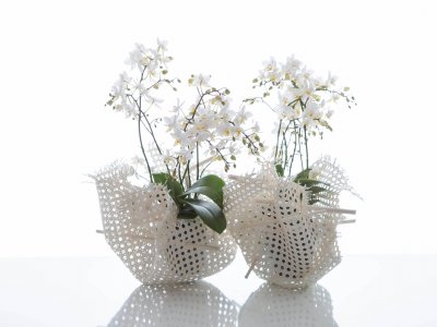 Prachtige Phalaenopsis voor in huis