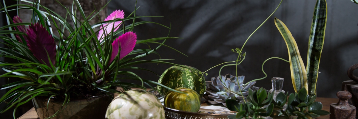 Tillandsia in de schijnwerpers