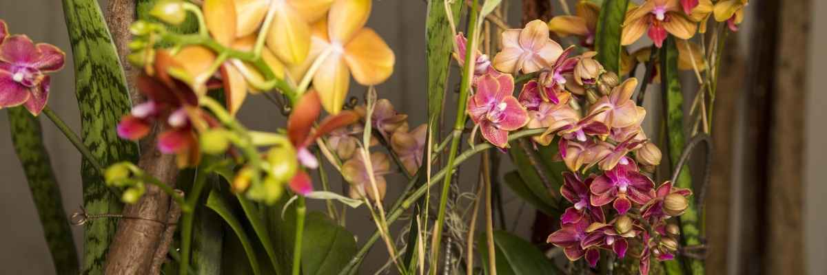 Secret Orchid Garden by Klaus Wagener - close up