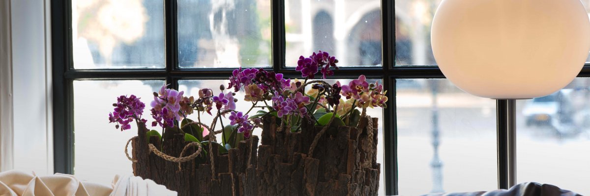 Kleurrijke Phalaenopsis