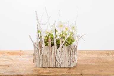 Winter wonder with Helleborus