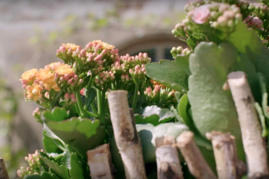 an outdoor Kalanchoë design