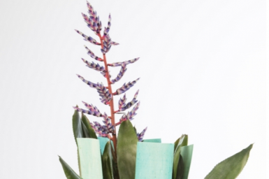 Vrolijk bromelia design met fineer