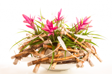 Pink Tillandsia Design