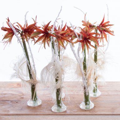 Winterse amarylissen