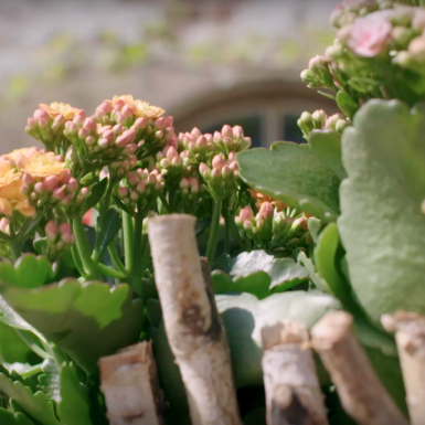 an outdoor Kalanchoë design