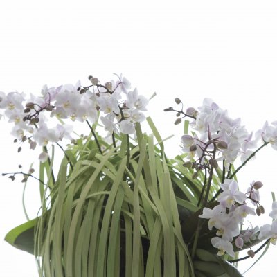 Willd Orchid in cool design van fineer