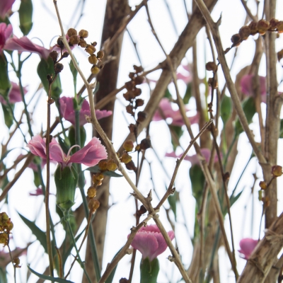 Herfstbloemwerk met Dianthus en snijheesters - close up
